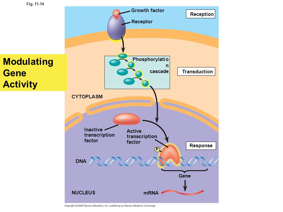 Three Stages of Cell Signaling | WINNACUNNET BIOLOGY