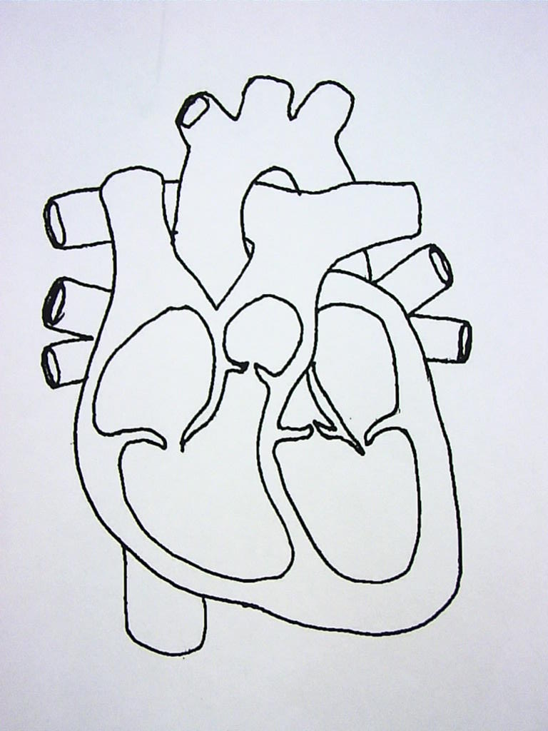 Cardiovascular System Diagrams | WINNACUNNET BIOLOGY
